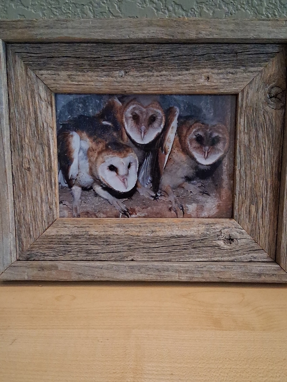 Vintage Barn Owl Trio Wall Art in Brown and Cream